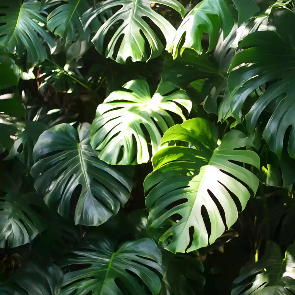 monstera rainforest