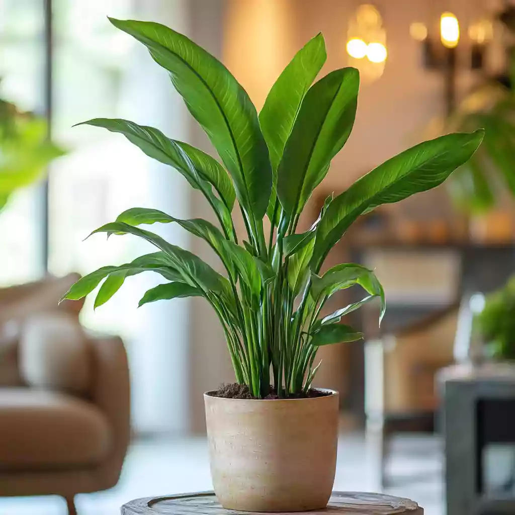 plante intérieur bureau