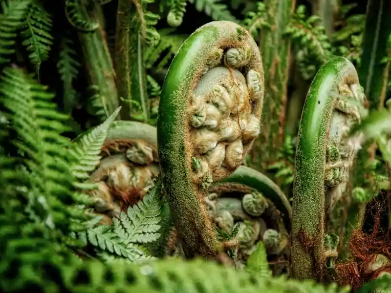 jurassic plantes 1