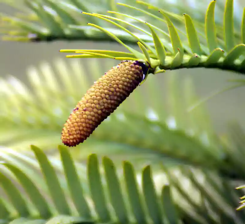 pin wollemi 5