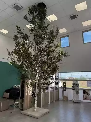 Aménagement arbre en intérieur