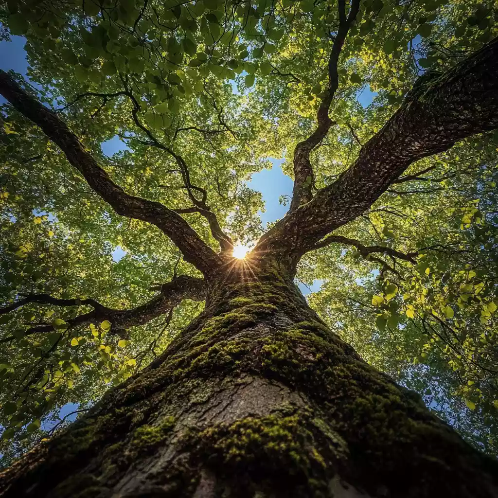 arbre vu de dessous lumiere