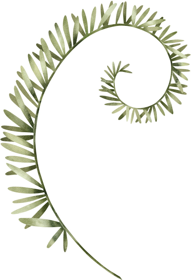 Image décorative d'une feuille 2 Image décorative d'une feuille 2